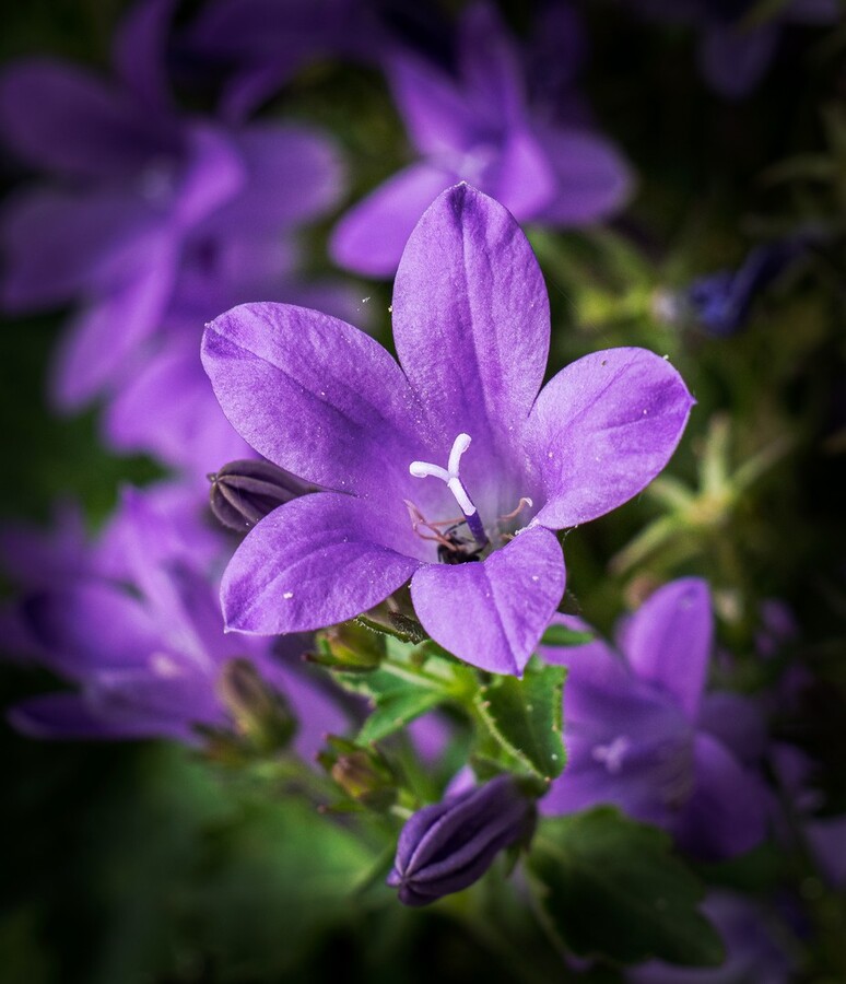 Violet Campanula